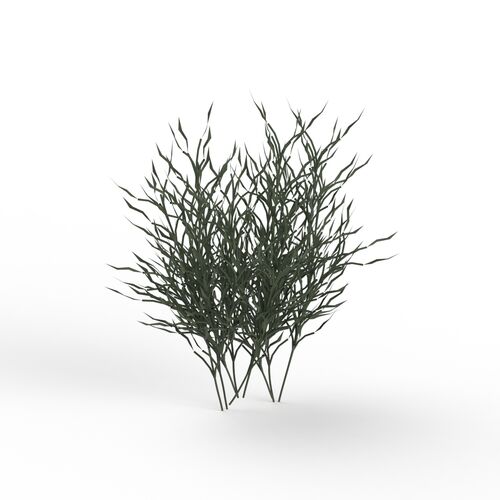 Grass Plant 04 3D Model
