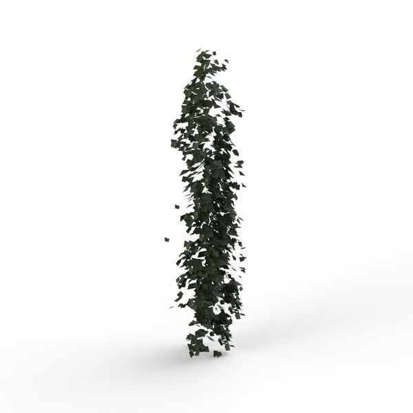 Climbing Plant 01 3D Model