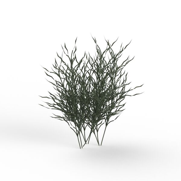 Grass Plant 04 3D Model