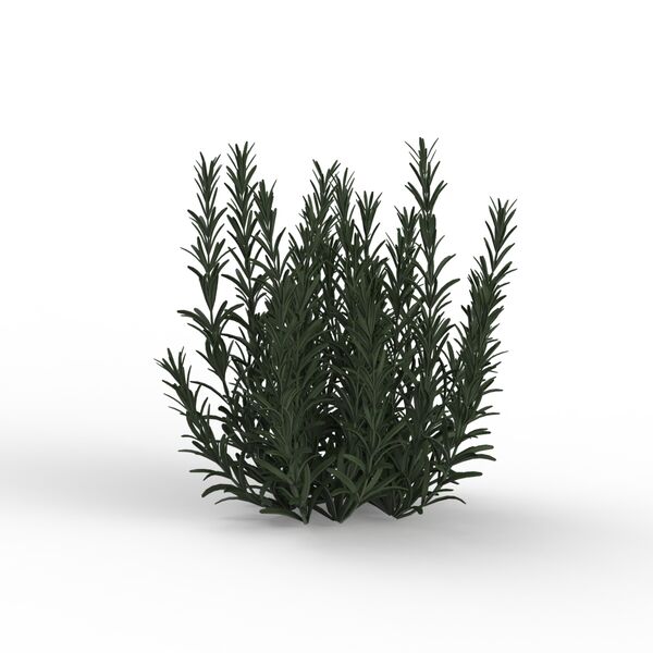 Rosmary Plant 07 3D Model