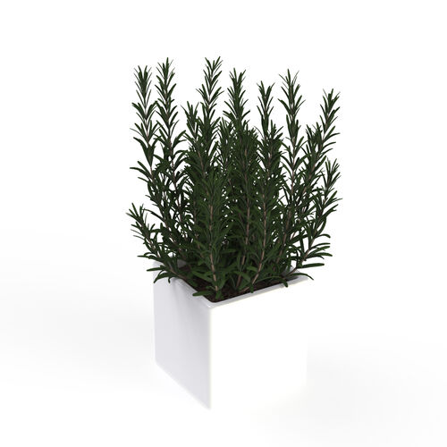 And Plant 10 Rosmary Pot 3D Model