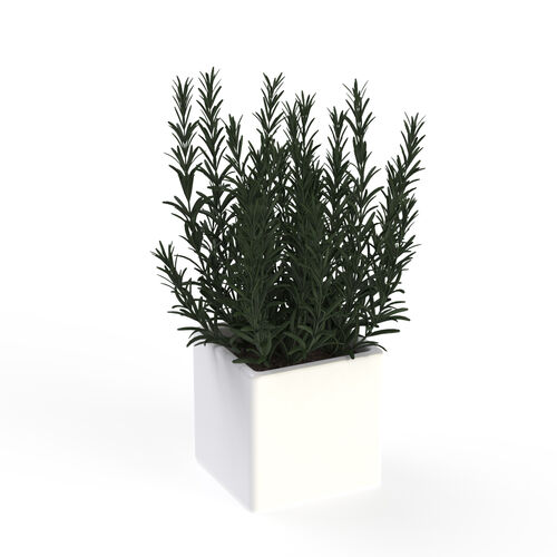 And Plant 17 Rosmary Pot 3D Model