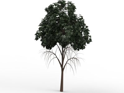Leaves Dark Green Tree 05 3D Model