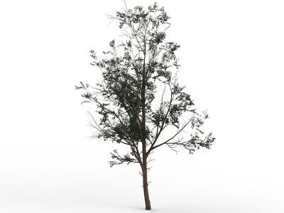 Thin Leaves Tree 03 3D Model