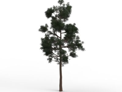 Thin Leaves Tree 04 3D Model