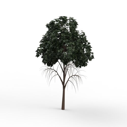 Leaves Dark Green Tree 05 3D Model