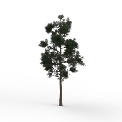 Thin Leaves Tree 04 3D Model