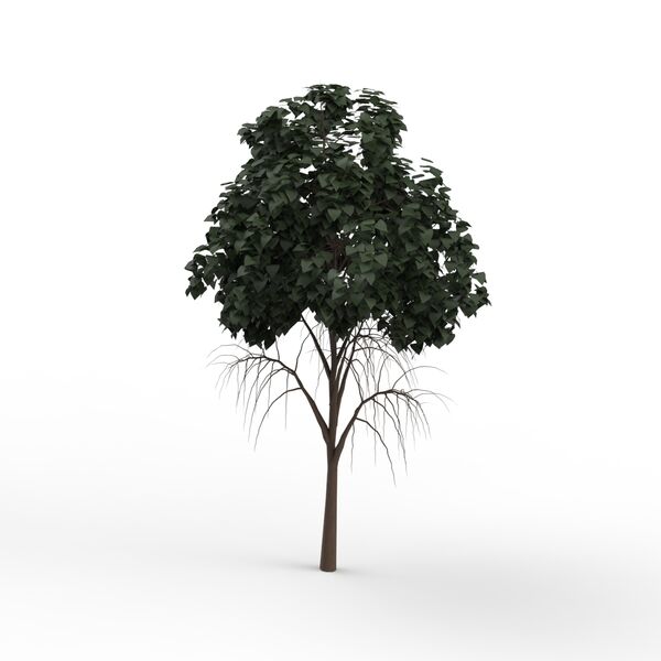 Leaves Dark Green Tree 05 3D Model
