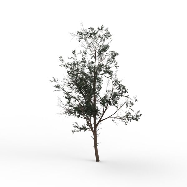 Thin Leaves Tree 03 3D Model