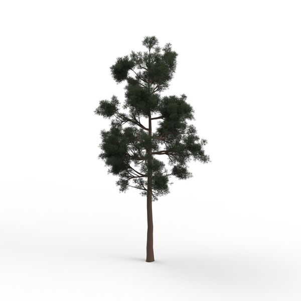 Thin Leaves Tree 04 3D Model