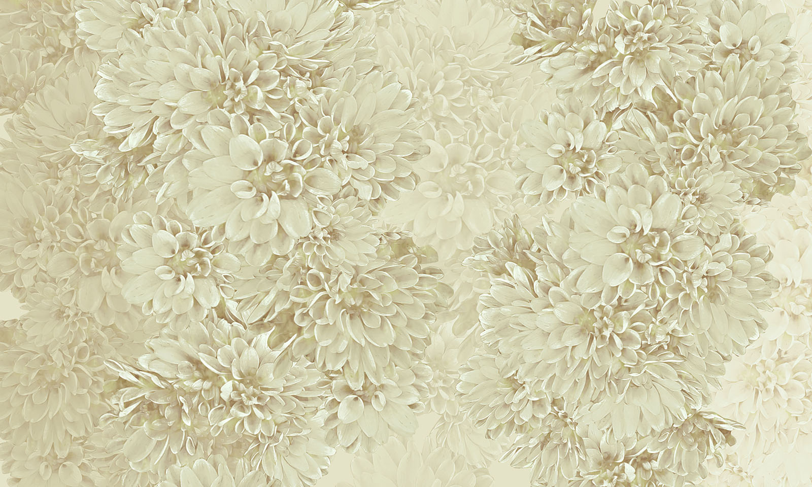 Paperwall Dahlie 3D Model
